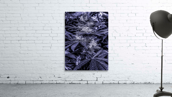 Cannabista  1 Wall Preview