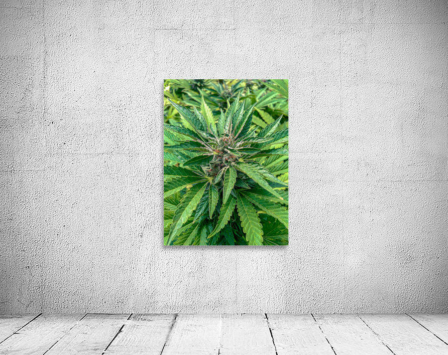 Cannabista  2 Wall Preview