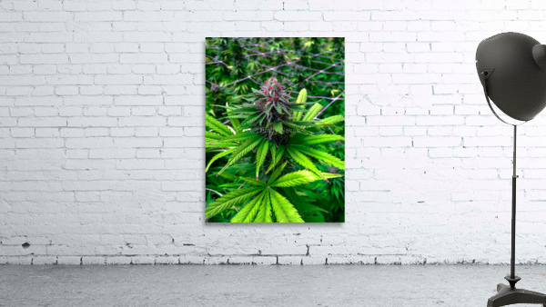 Cannabista  3 Wall Preview