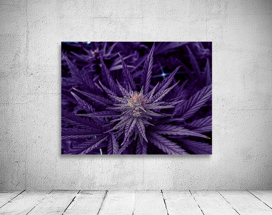 Untitled 20 Wall Preview