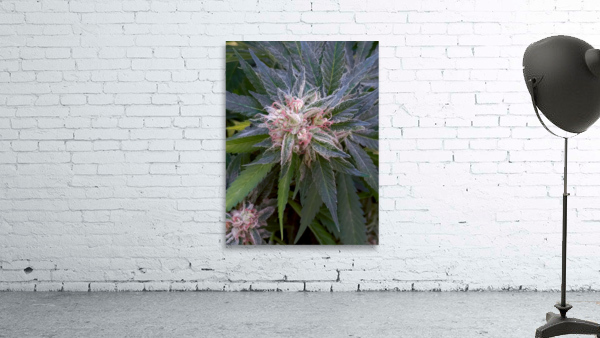 Legacy Grower Wall Preview