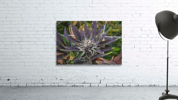 Sunset 420 Wall Preview