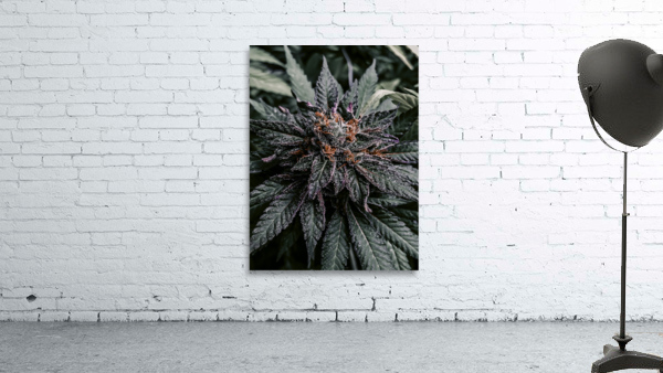 Too Stoned  Wall Preview
