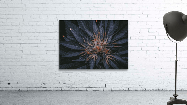 420  Wall Preview