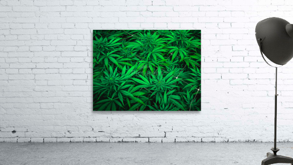 Untitled 27 Wall Preview