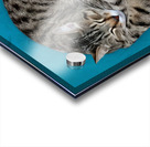 A cat sleeping in an impossibly tangled contorted position. Acrylic print