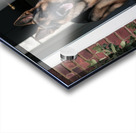 Watchful guard: A German shepherd standing alert at the entrance of a home. Acrylic print