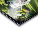 Lively runner: A Dalmatian sprinting happily through a park. Acrylic print