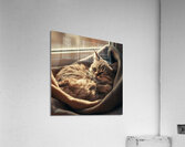 A photo of a cat curled up in a cozy spot basking in the sunlight. Acrylic Print