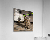 A cat chasing after a laser pointer beam looking utterly confused. Acrylic Print