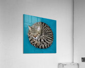 A cat sleeping in an impossibly tangled contorted position. Acrylic Print