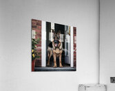 Watchful guard: A German shepherd standing alert at the entrance of a home. Acrylic Print