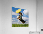 Fetching fun: A Dachshund jumping to catch a frisbee in mid-air. Acrylic Print