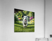 Lively runner: A Dalmatian sprinting happily through a park. Acrylic Print