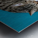 A cat sleeping in an impossibly tangled contorted position. Metal print