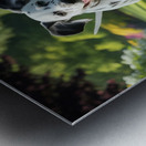 Lively runner: A Dalmatian sprinting happily through a park. Metal print