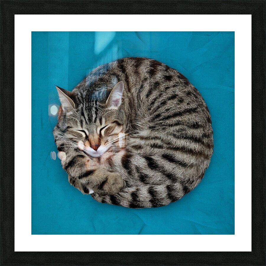A cat sleeping in an impossibly tangled contorted position. Picture Frame print