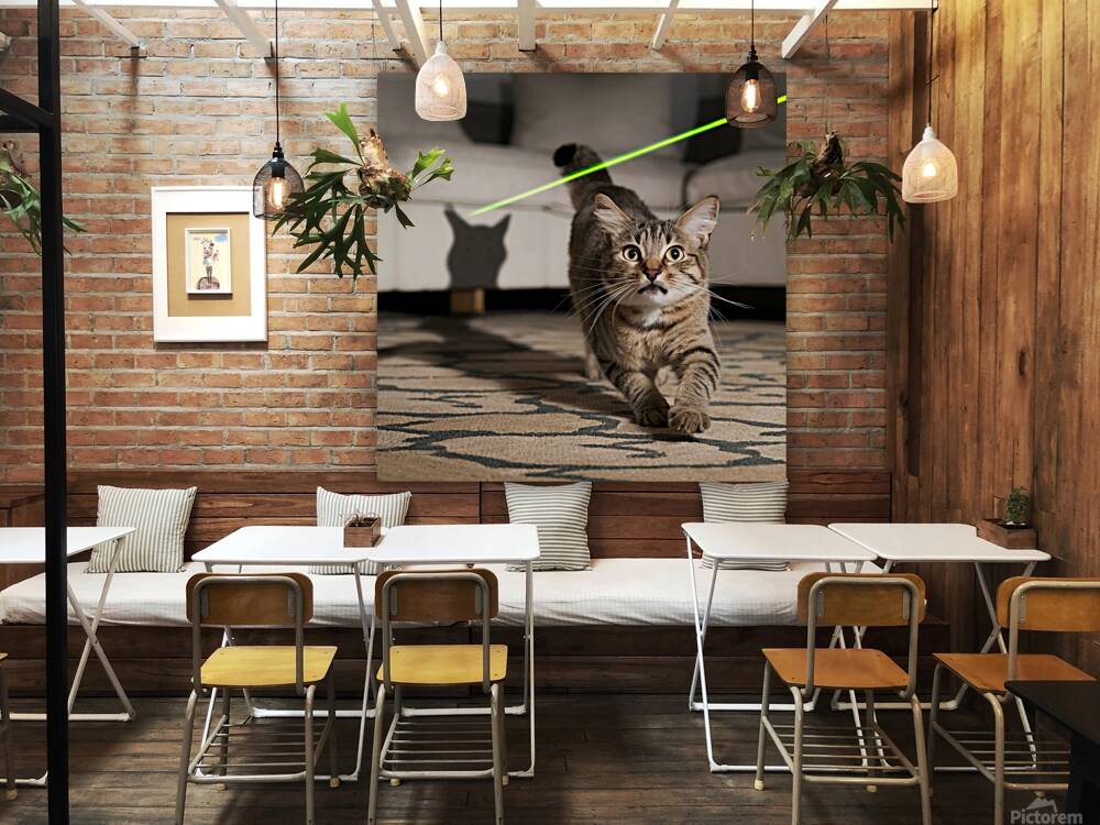 A cat chasing after a laser pointer beam looking utterly confused. Reproduction