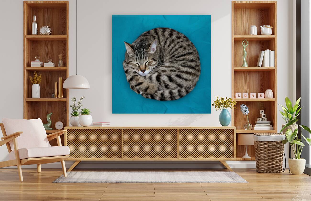 A cat sleeping in an impossibly tangled contorted position. Reproduction