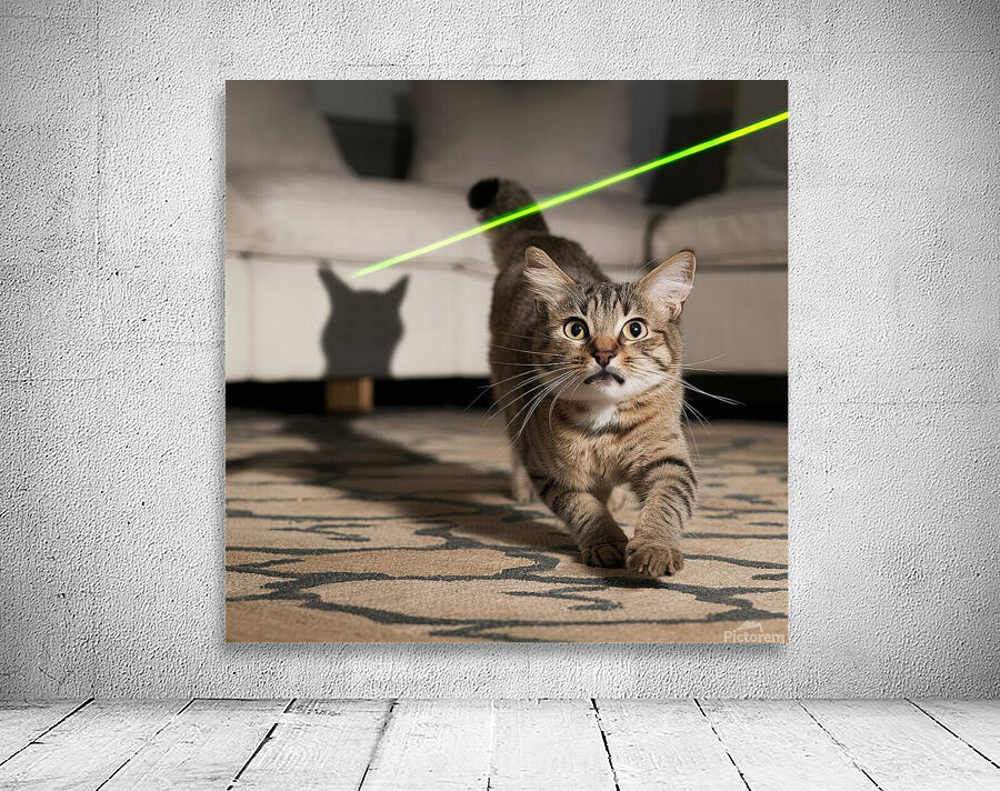 A cat chasing after a laser pointer beam looking utterly confused. Wall Preview