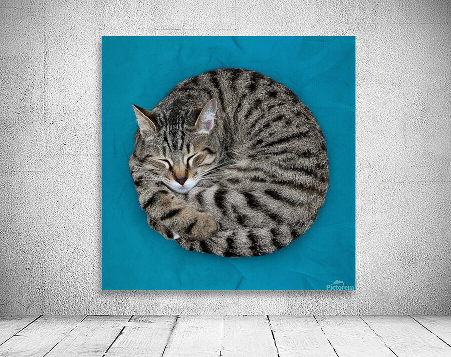 A cat sleeping in an impossibly tangled contorted position. Wall Preview