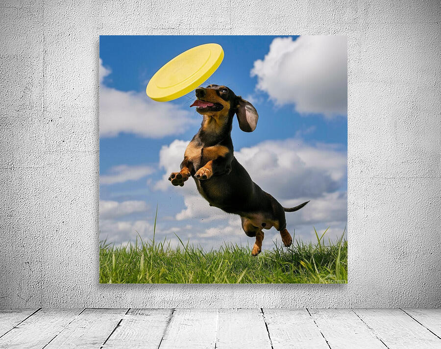 Fetching fun: A Dachshund jumping to catch a frisbee in mid-air. Wall Preview