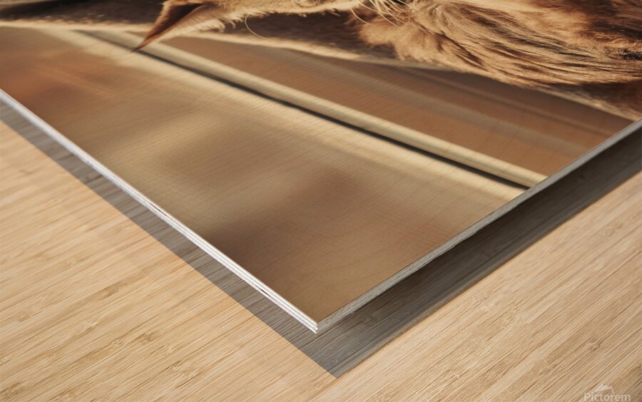 A photo of a cat curled up in a cozy spot basking in the sunlight. Wood print