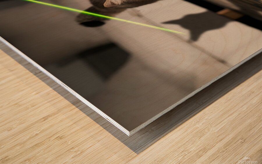 A cat chasing after a laser pointer beam looking utterly confused. Wood print