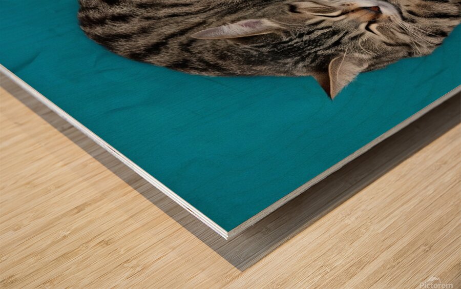 A cat sleeping in an impossibly tangled contorted position. Wood print