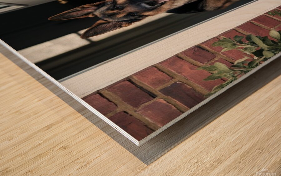 Watchful guard: A German shepherd standing alert at the entrance of a home. Wood print