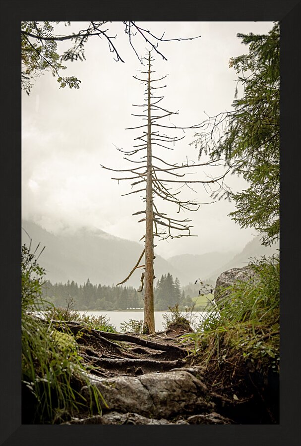 tree 7881297 Picture Frame print