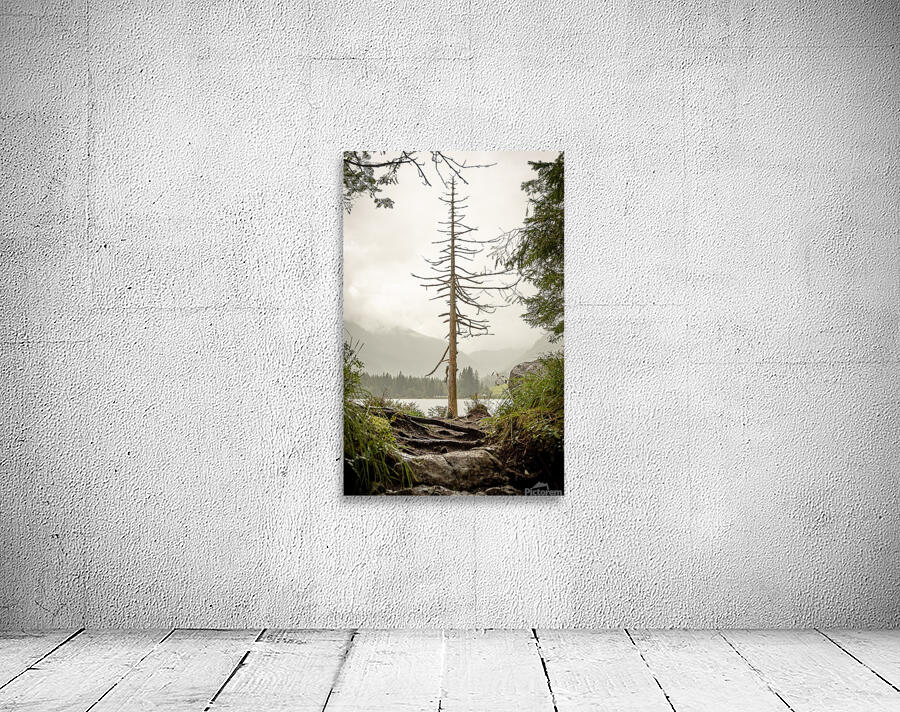 tree 7881297 Wall Preview