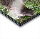 Grizzly cub Acrylic print