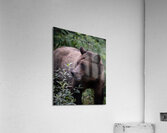 Grizzly Acrylic Print
