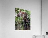 Grizzly cub Acrylic Print