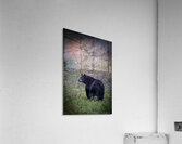 Black Bear walking away  Acrylic Print