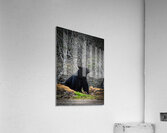 Black Bear 3 Acrylic Print