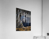 Black Bear 2 Acrylic Print