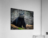 Black Bear 1 Acrylic Print