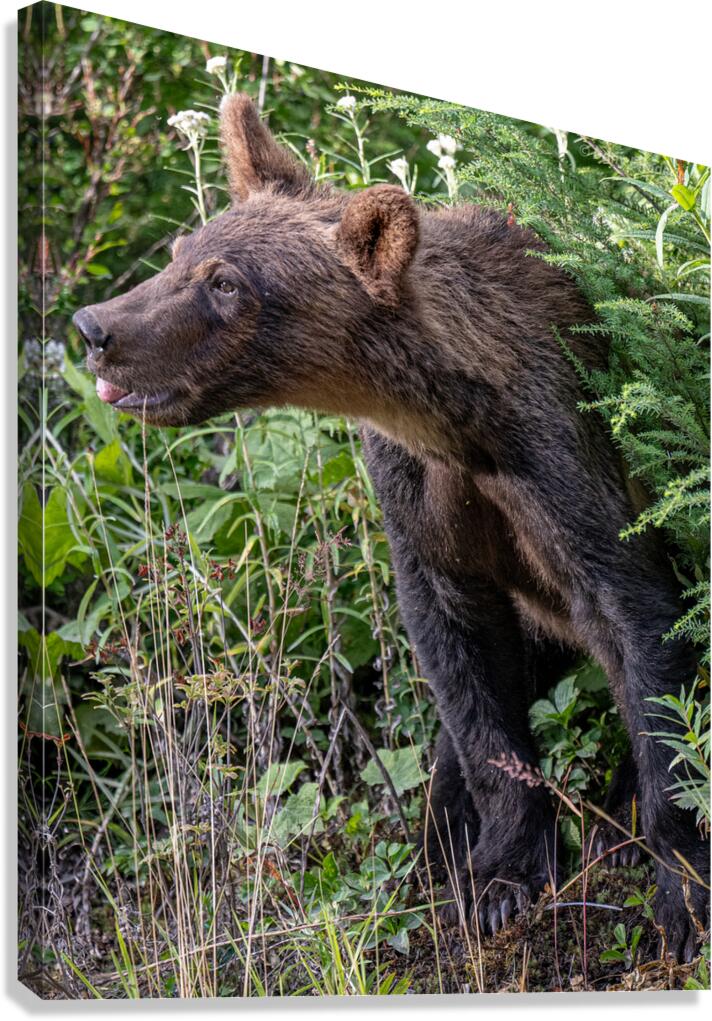 Grizzly cub Canvas Print