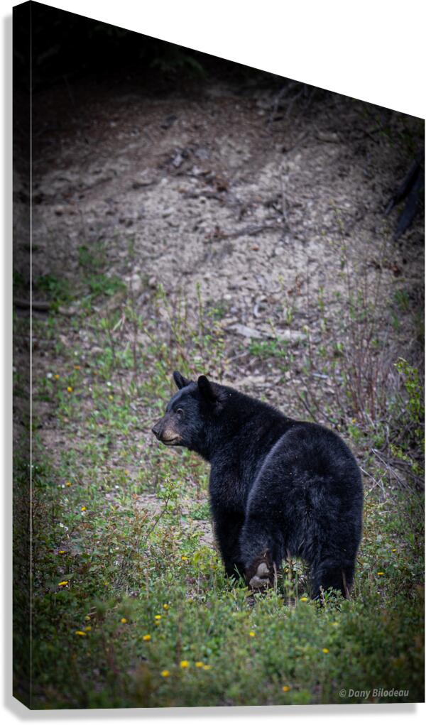 Black Bear walking away  Canvas Print