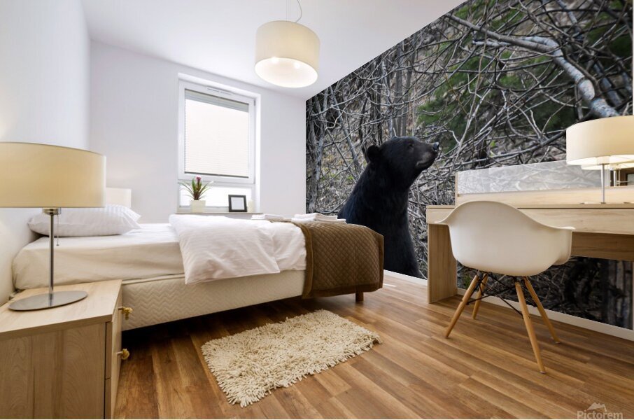 Black Bear 3 Mural print