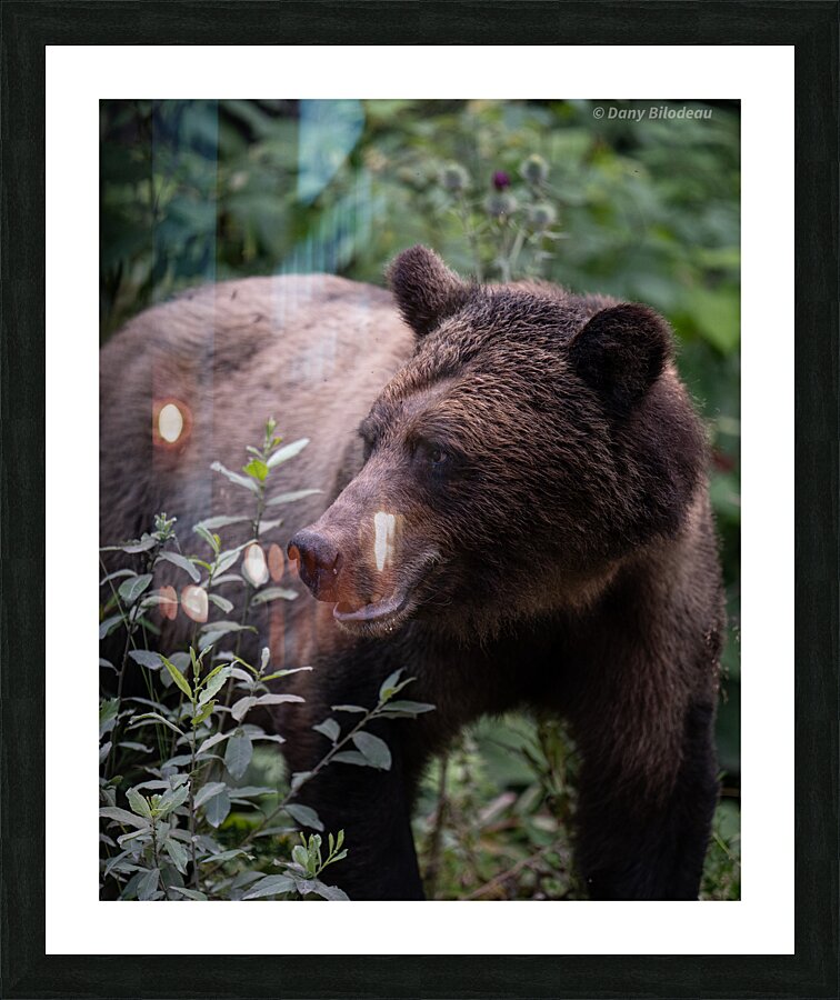 Grizzly Picture Frame print
