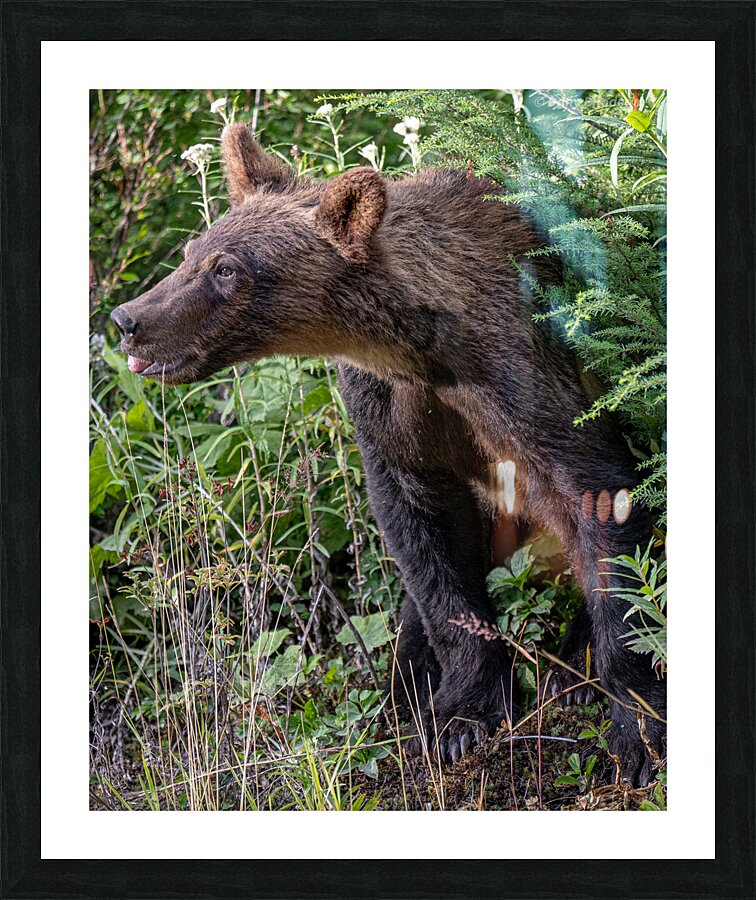 Grizzly cub Picture Frame print