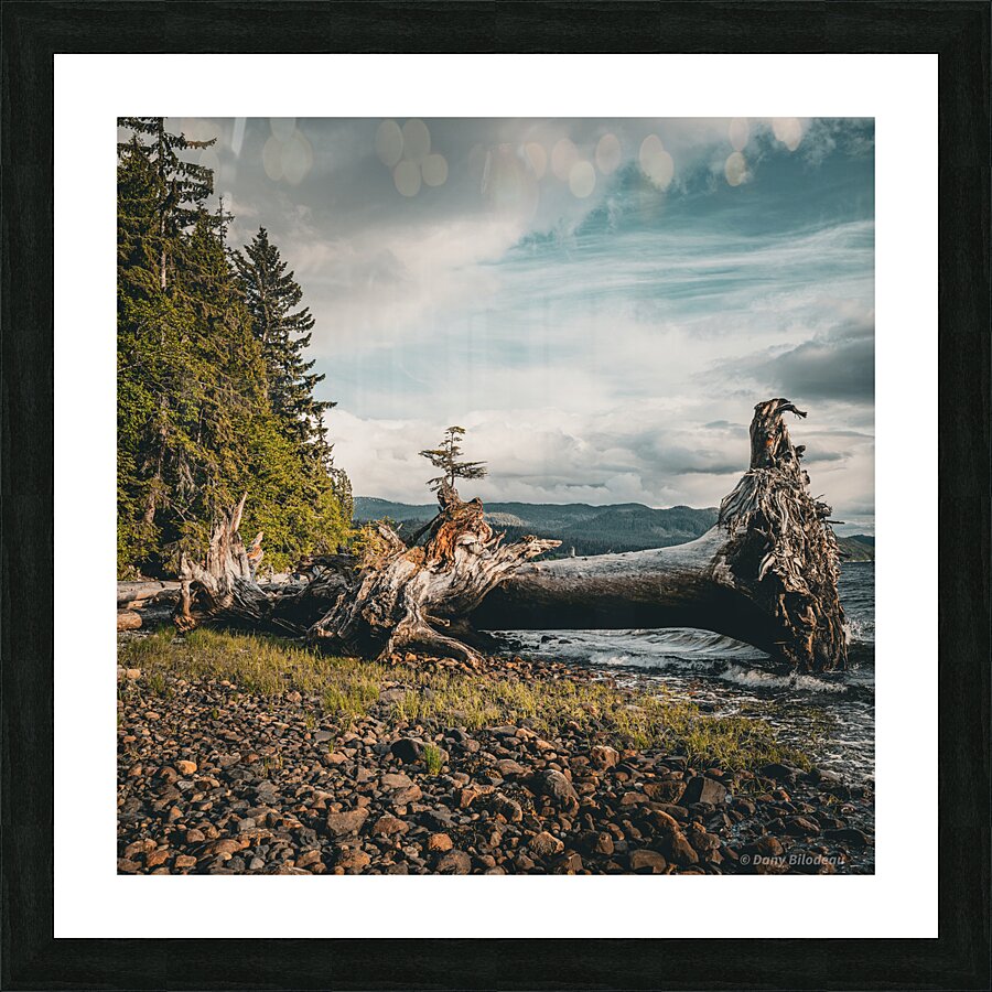 Kitimat tree  Picture Frame print