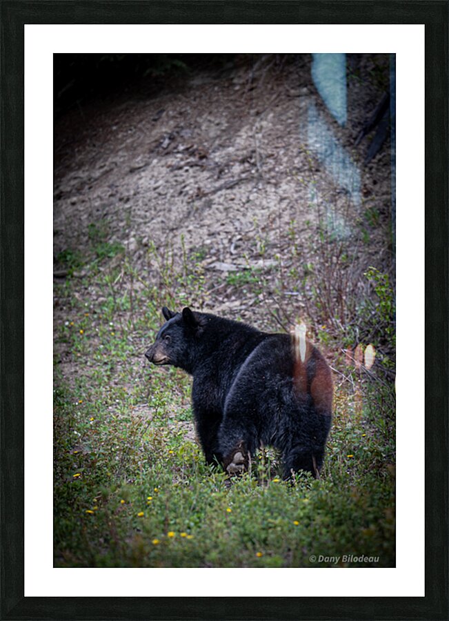 Black Bear walking away  Picture Frame print