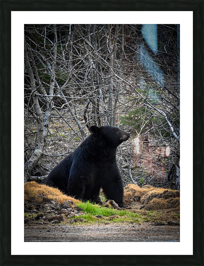 Black Bear 3 Picture Frame print