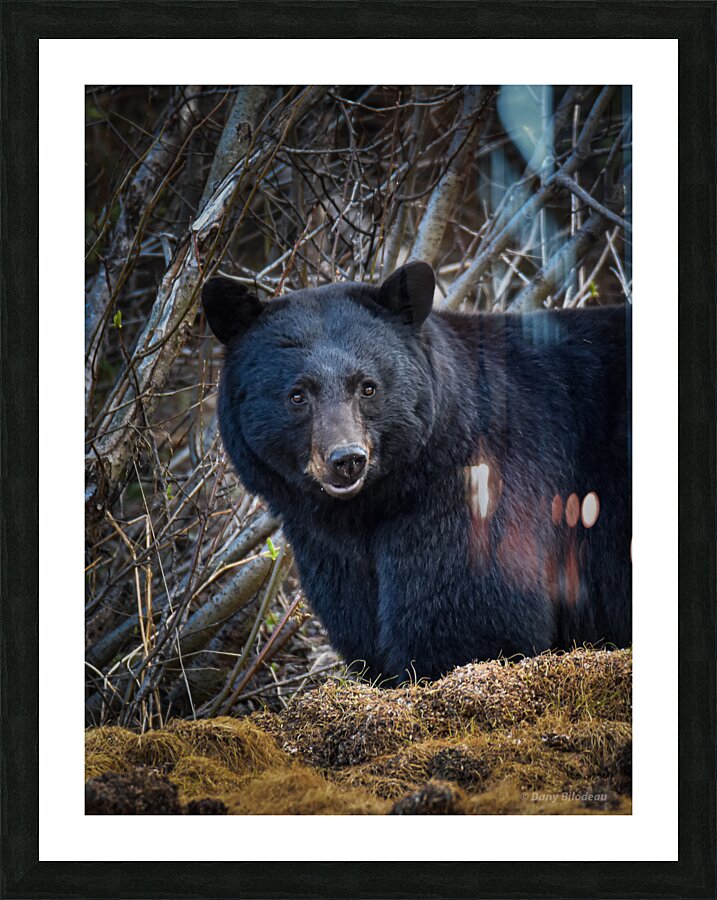 Black Bear 2 Picture Frame print