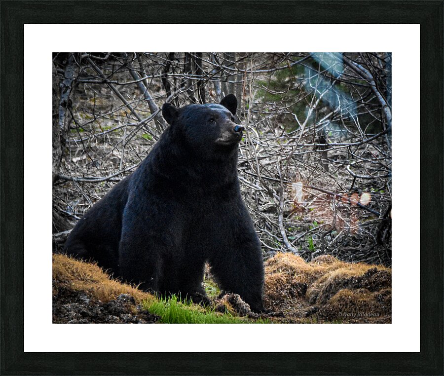 Black Bear 1 Picture Frame print