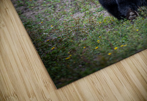 Black Bear walking away  Danybilodeau puzzle